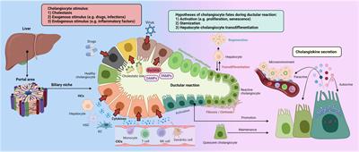 Cholangiokines: undervalued modulators in the hepatic microenvironment